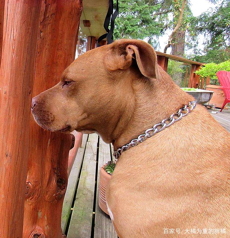 比特犬帮着家人照顾生病的小女孩,还给她“送信”,太有爱的狗狗 比特犬帮着家人照顾生病的小女孩,还给她“送信”,太有爱的狗狗